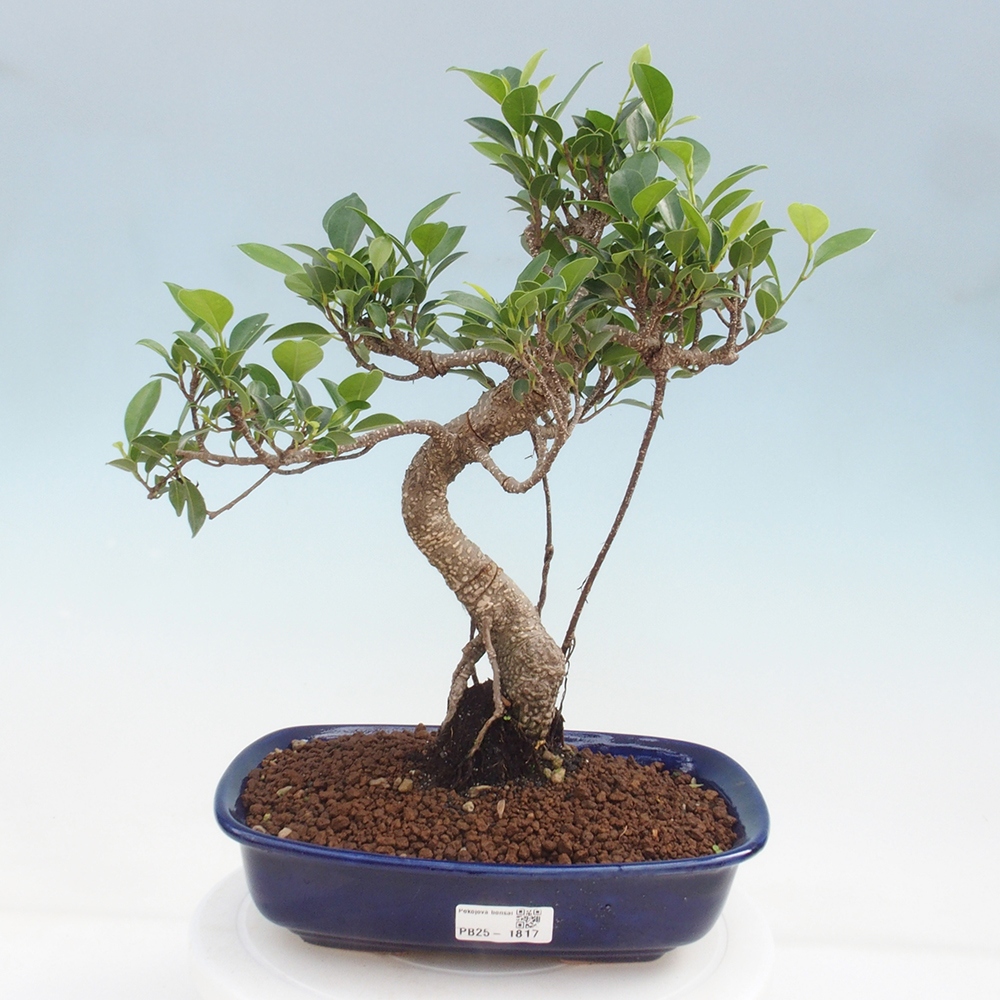 Pokojová bonsai - Ficus kimmen -  malolistý fíkus