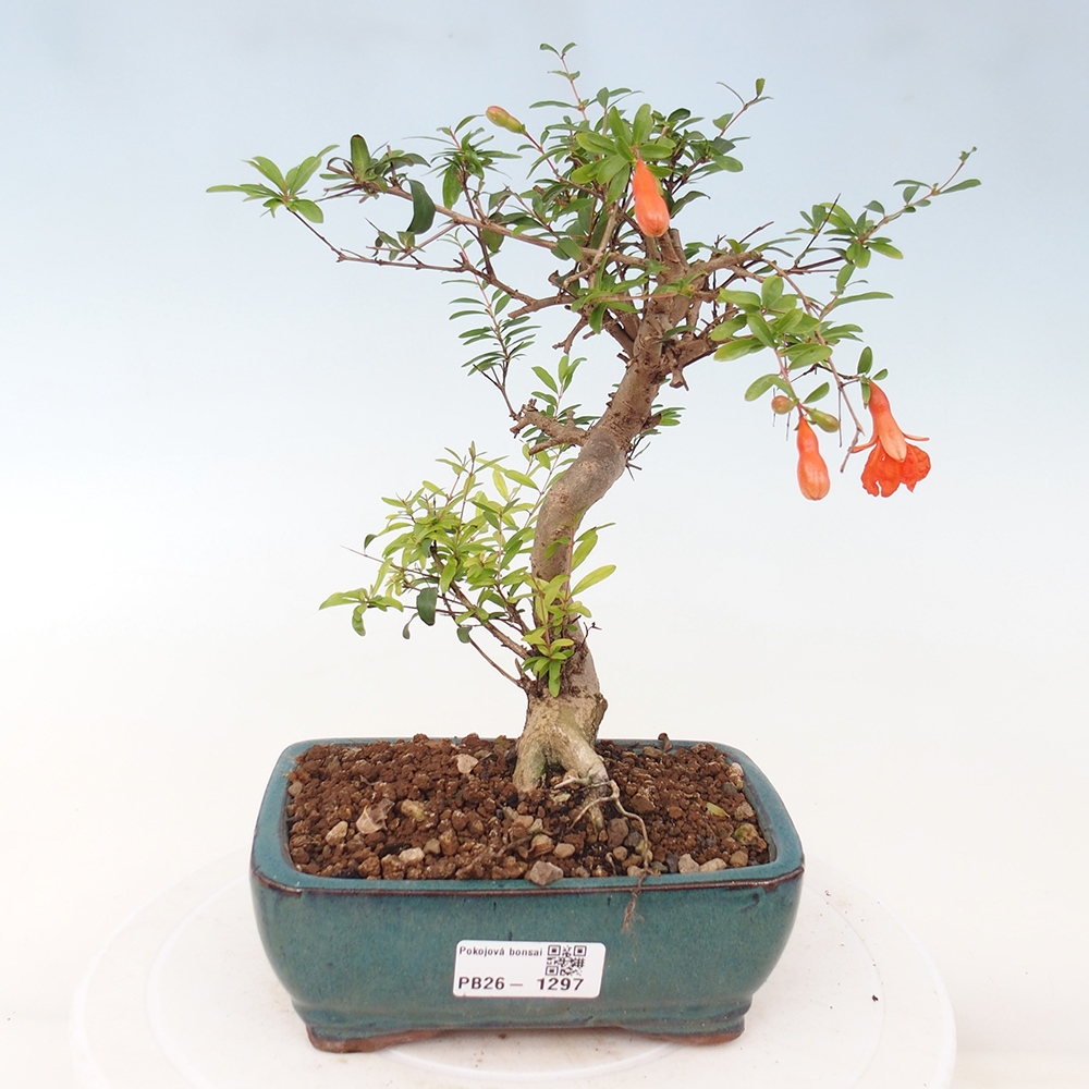 Pokojová bonsai-PUNICA granatum nana-Granátové jablko