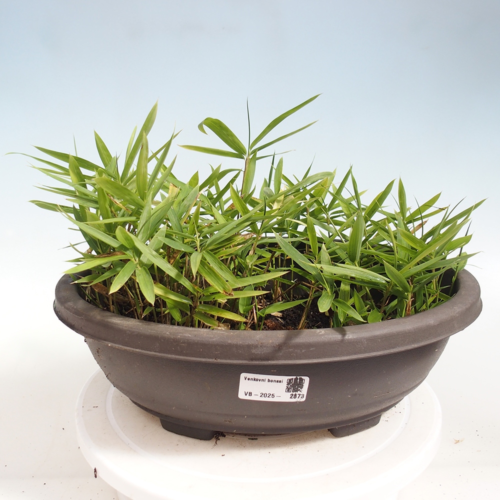 Venkovní bonsai - Pleioblastus argenteostriatus f.pumilus - Bambus zakrslý 