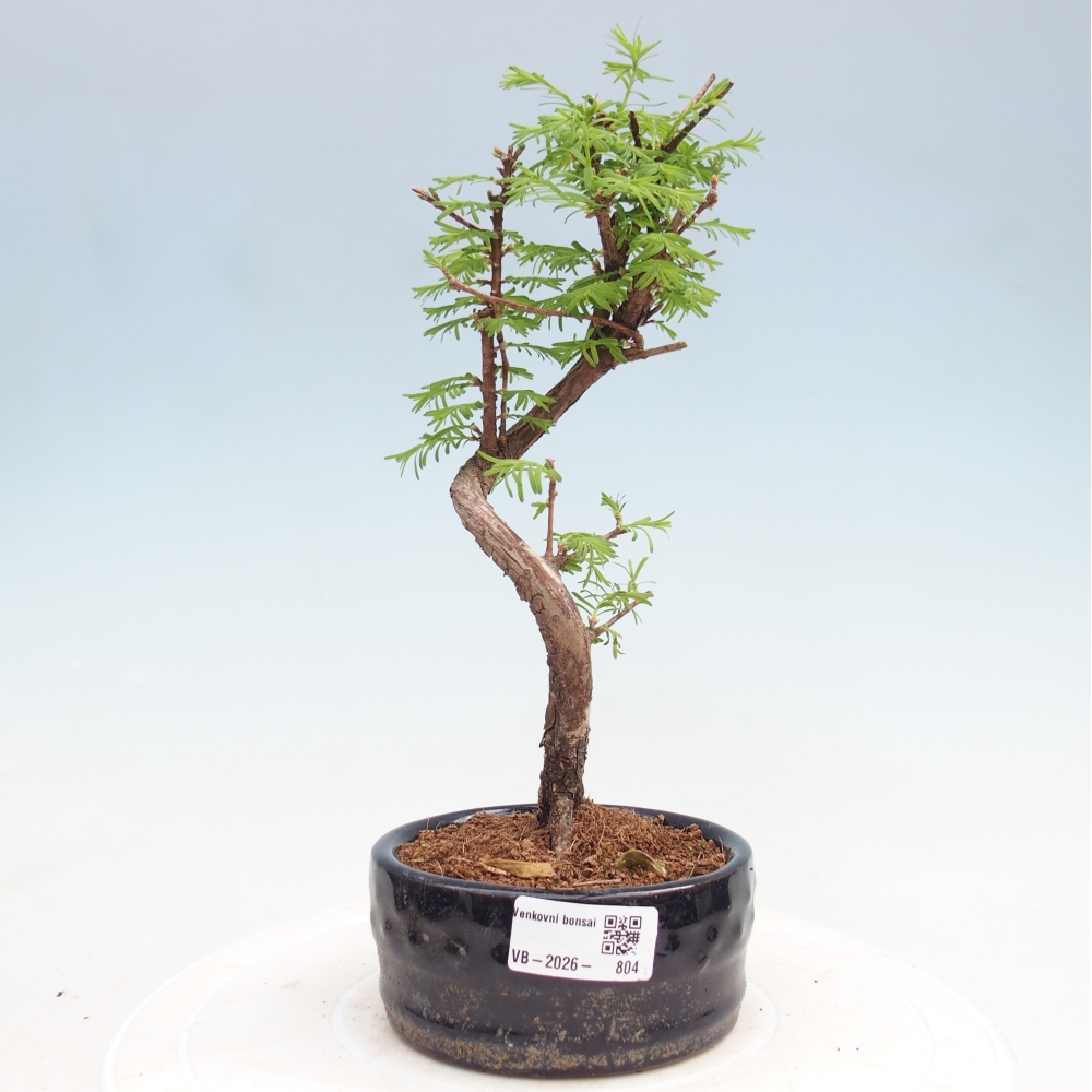 Venkovní bonsai - Metasequoia glyptostroboides - Metasekvoje čínská