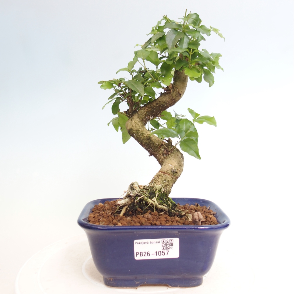 Pokojová bonsai -Ligustrum chinensis - Ptačí zob