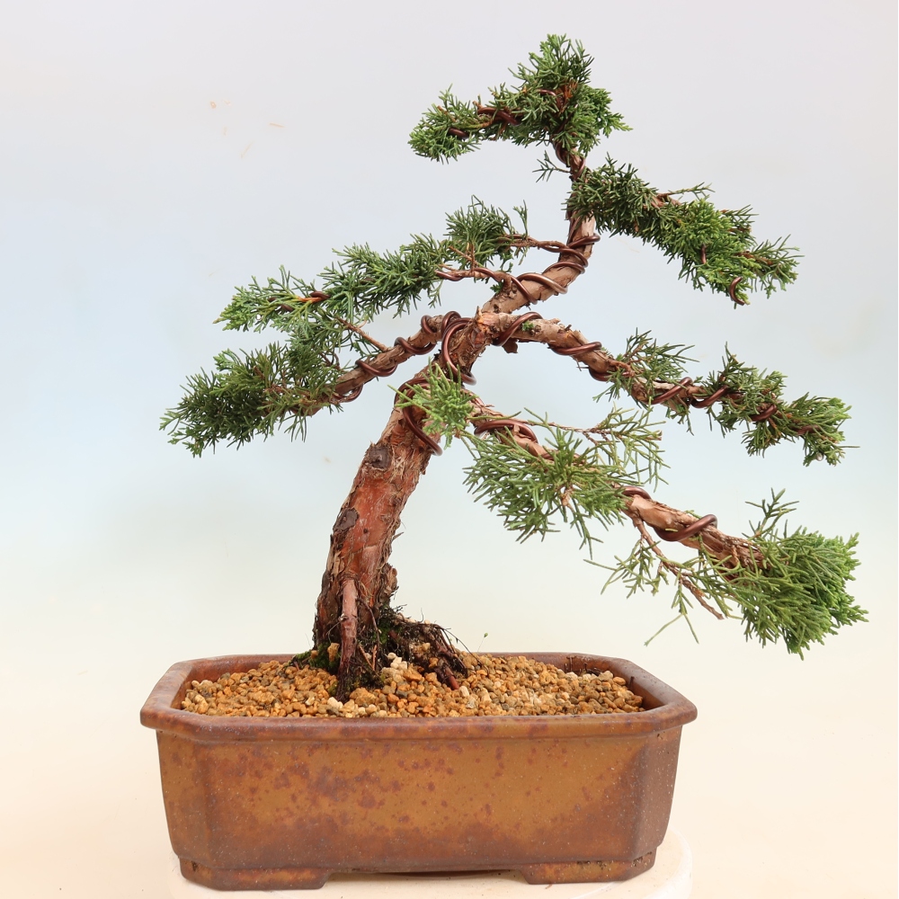 Venkovní bonsai - Juniperus chinensis Kishu -Jalovec čínský