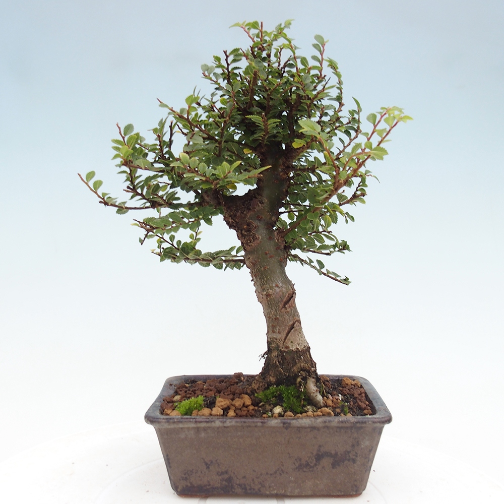 Venkovní bonsai - Ulmus parvifolia Hokkaido - jilm Čínský