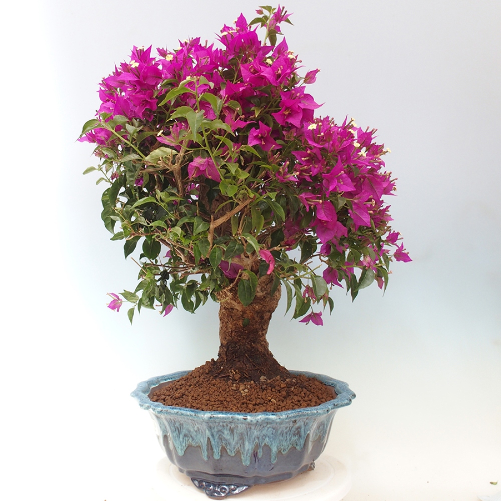 Pokojová bonsai - Bouganwilea