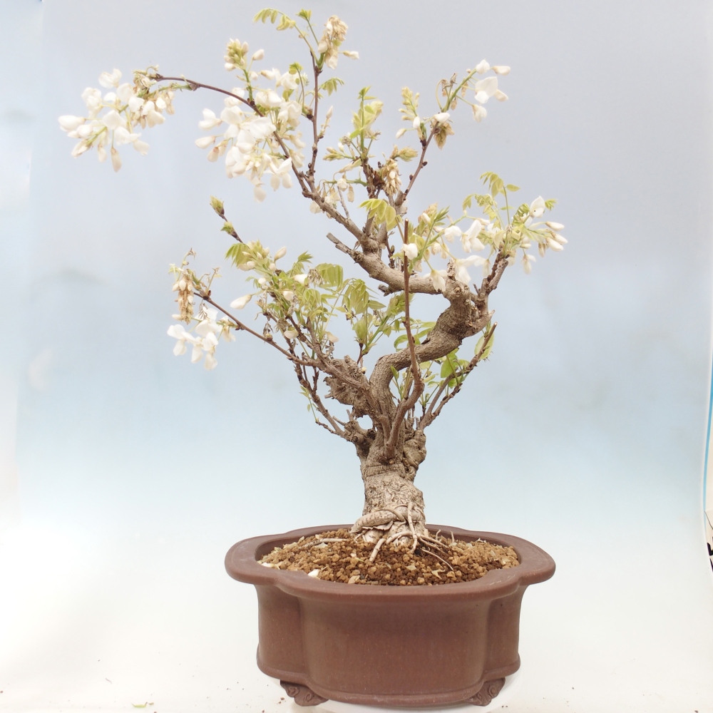 Venkovní bonsai - Vistarie  - Wisteria 
