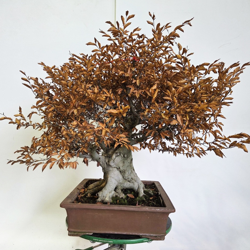 Venkovní bonsai - Fagus crenata