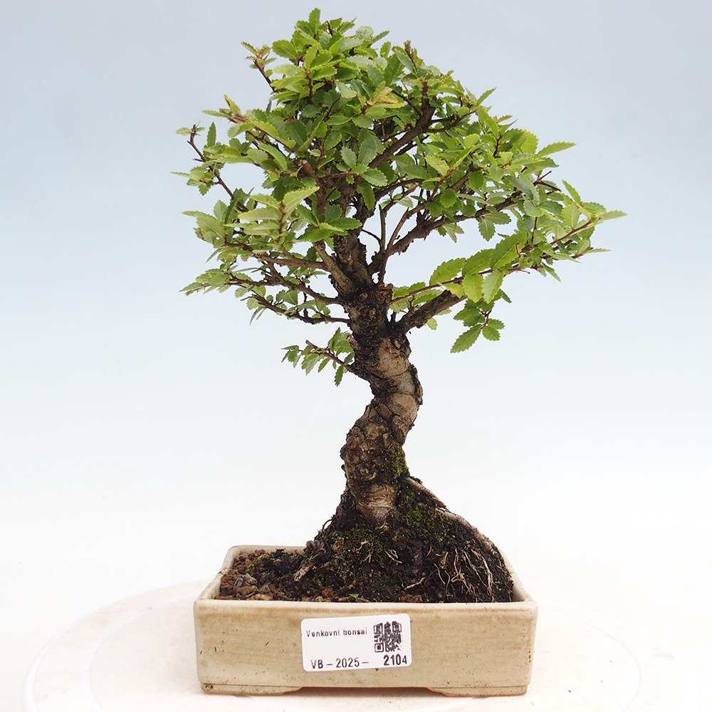 Venkovní bonsai - Zelkova - Zelkova NIRE