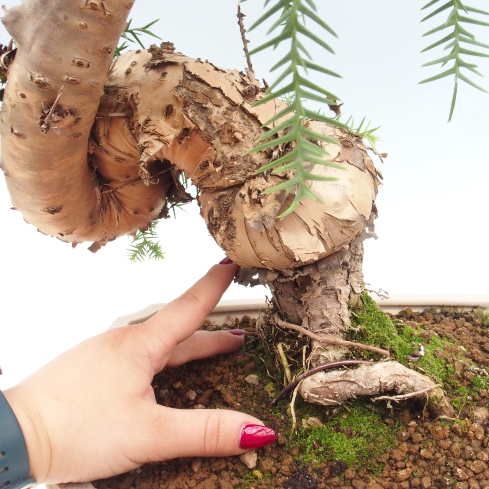 Pokojová bonsai - Araukarie - pokojový smrček