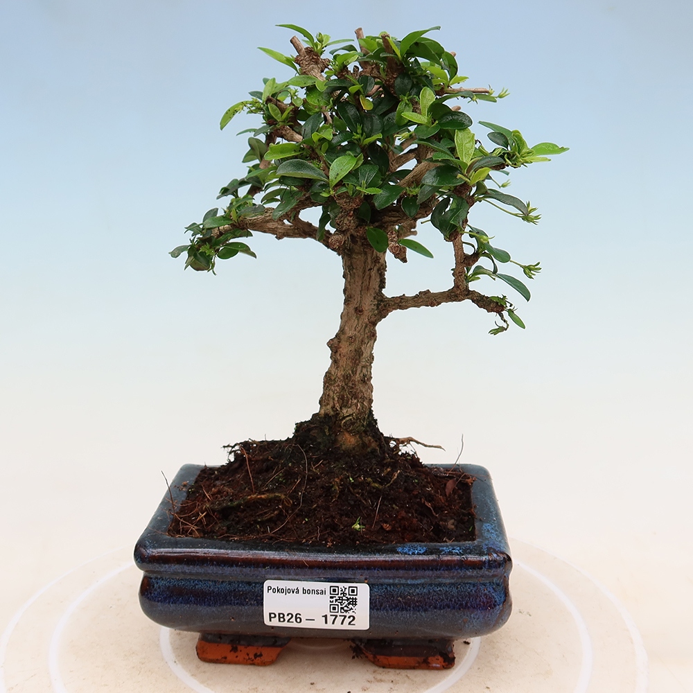 Pokojová bonsai - Carmona macrophylla - Čaj fuki