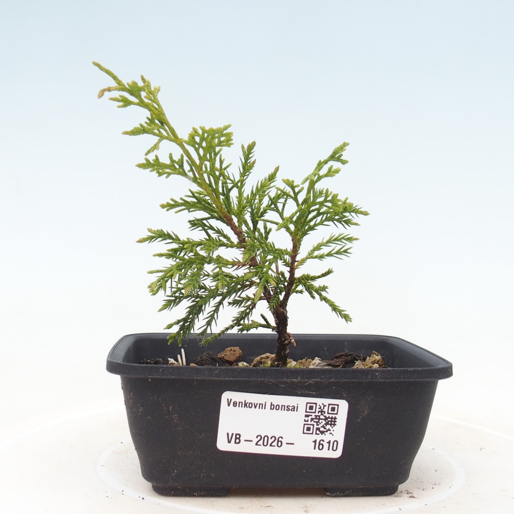 Venkovní bonsai - Juniperus chinensis Itoigawa -Jalovec čínský