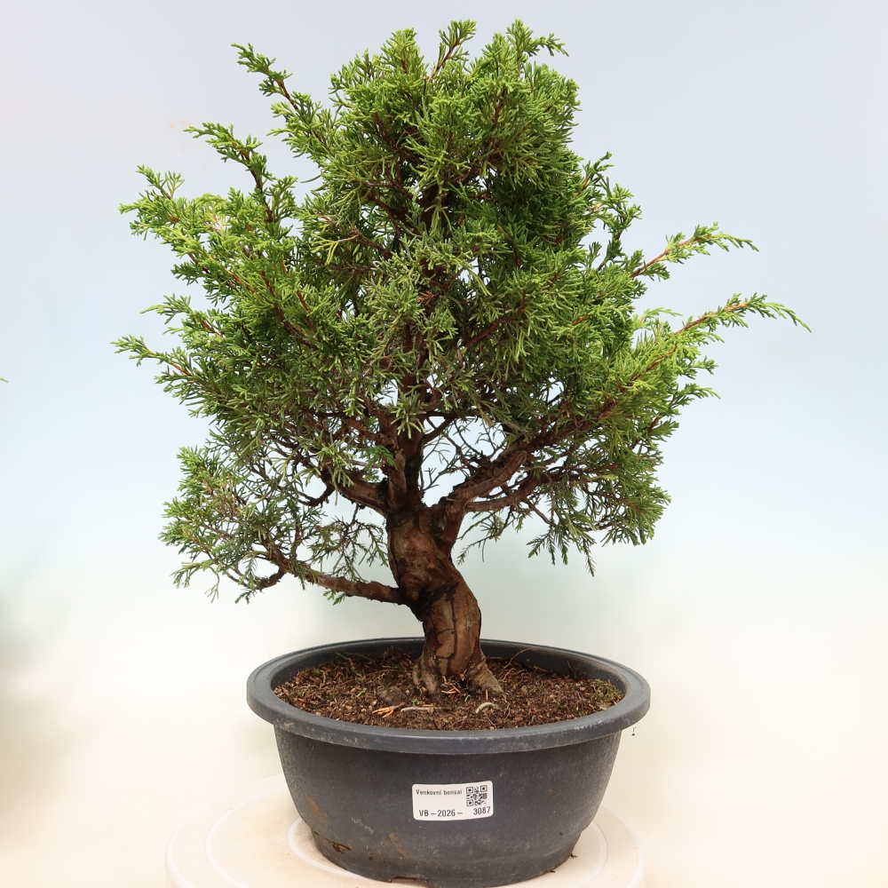 Venkovní bonsai - Juniperus chinensis Itoigawa-Jalovec čínský