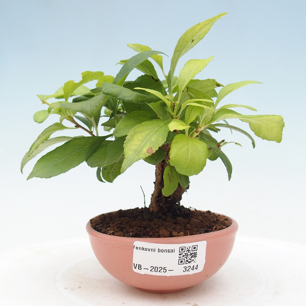 Venkovní bonsai - Celastrus  orbiculatus - Jesenec okrouhlolistý