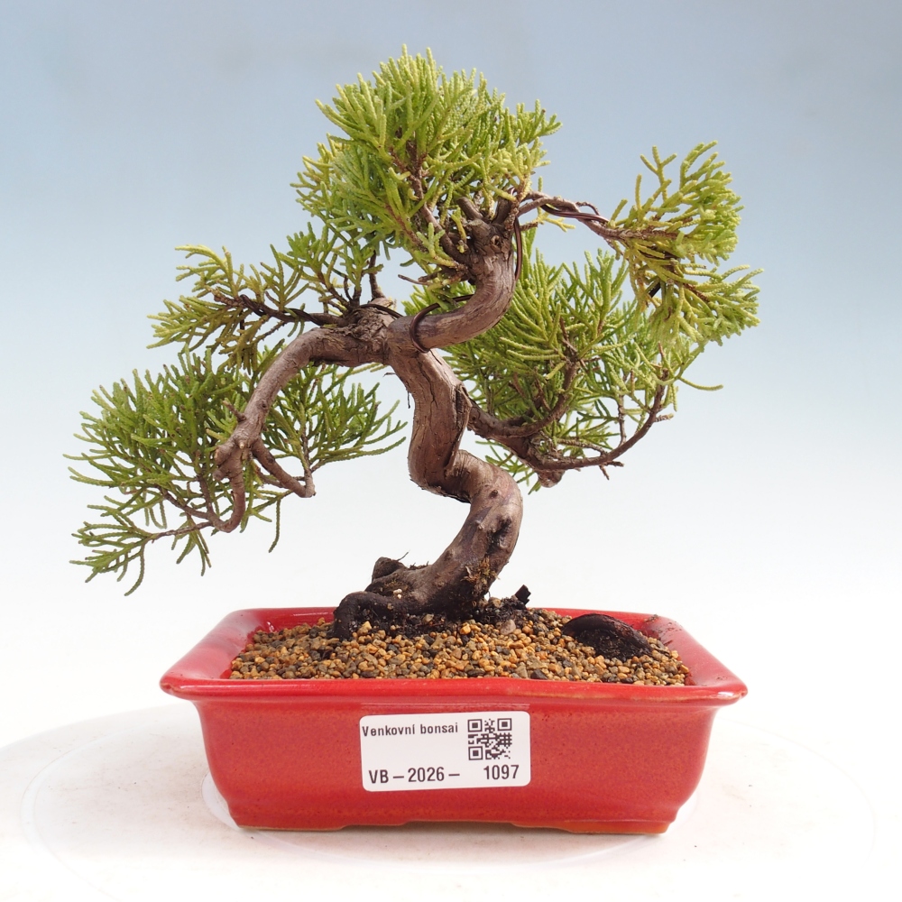 Venkovní bonsai - Juniperus chinensis Kishu -Jalovec čínský