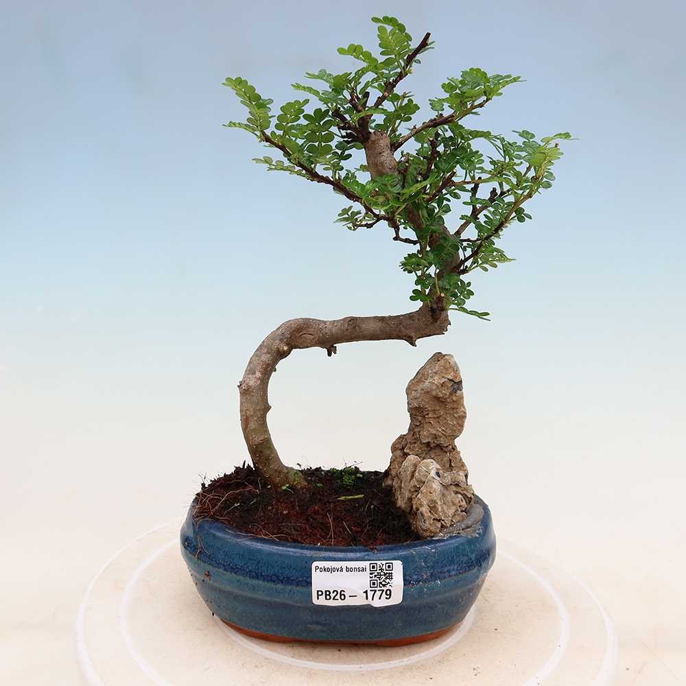 Pokojová bonsai - Zantoxylum piperitum - Pepřovník