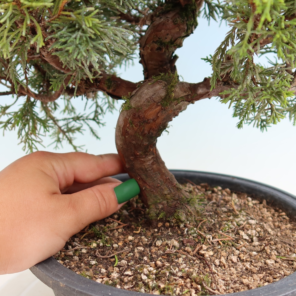 Venkovní bonsai - Juniperus chinensis Itoigawa-Jalovec čínský