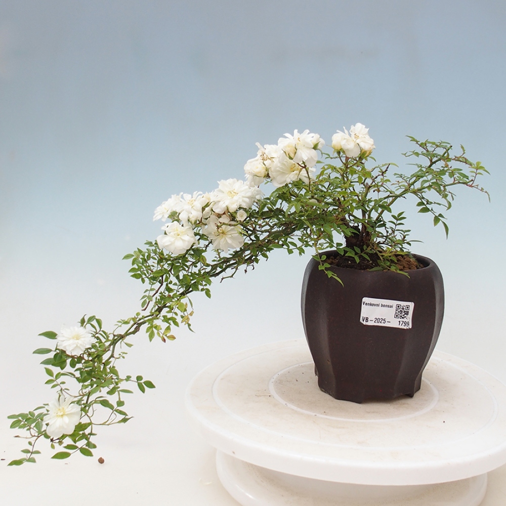 Venkovní bonsai - Rosa Sea Foam -  růže
