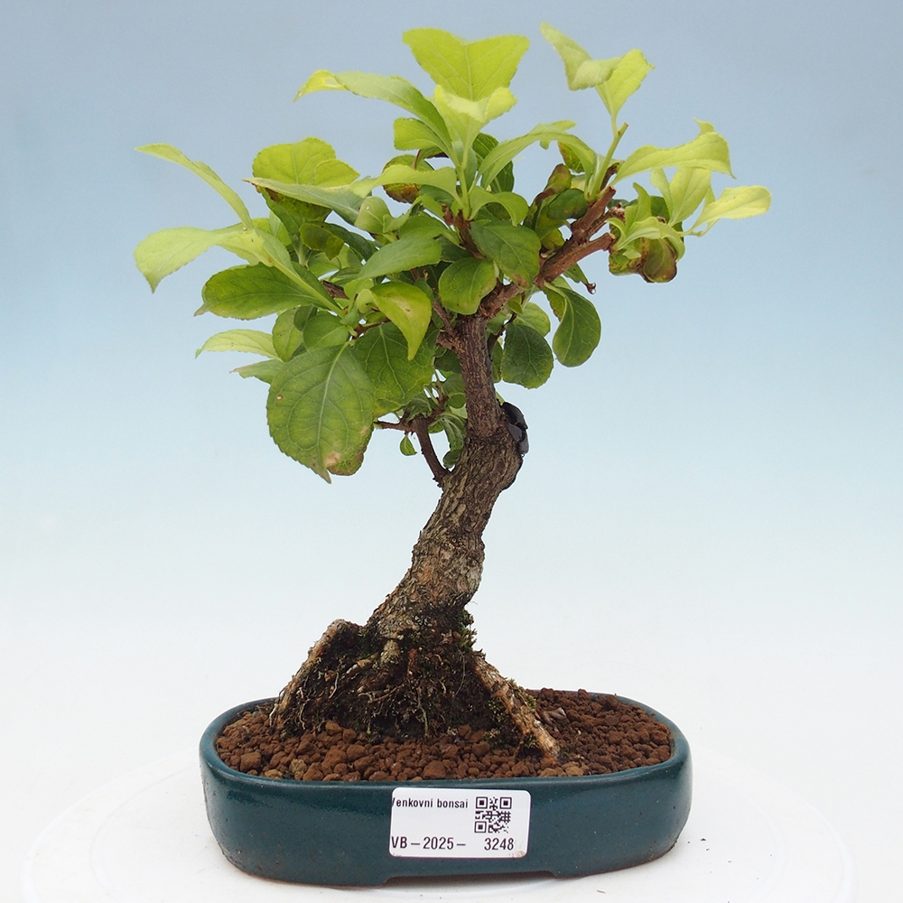 Venkovní bonsai - Celastrus  orbiculatus - Jesenec okrouhlolistý