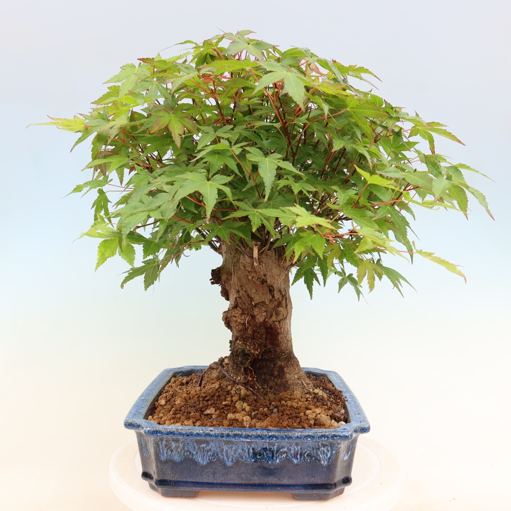 Venkovní bonsai - Javor Burgerův - Acer Burgerianum 