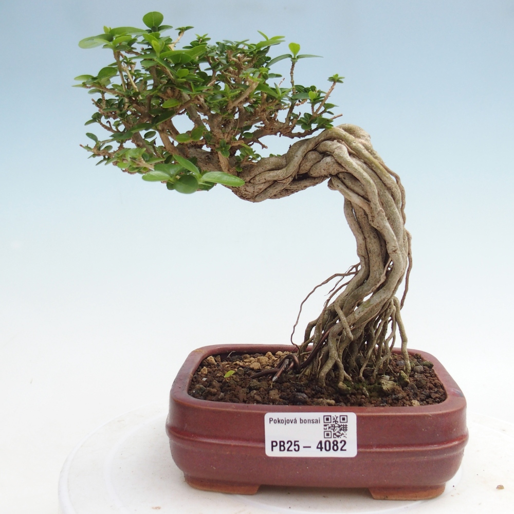Pokojová bonsai - Premna serratifolia  - Kozlovoň malolistá