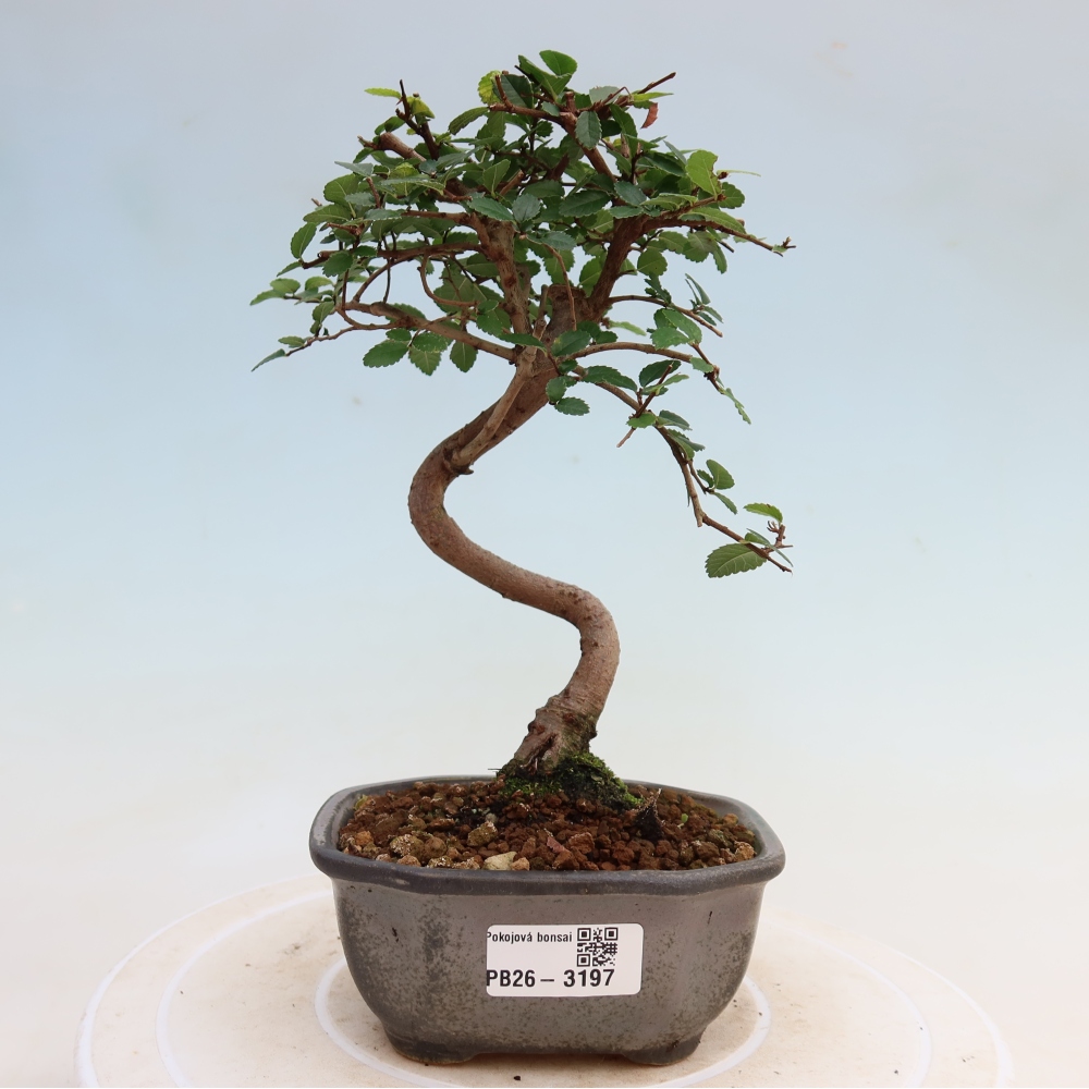 Pokojová bonsai - Ulmus parvifolia - Malolistý jilm