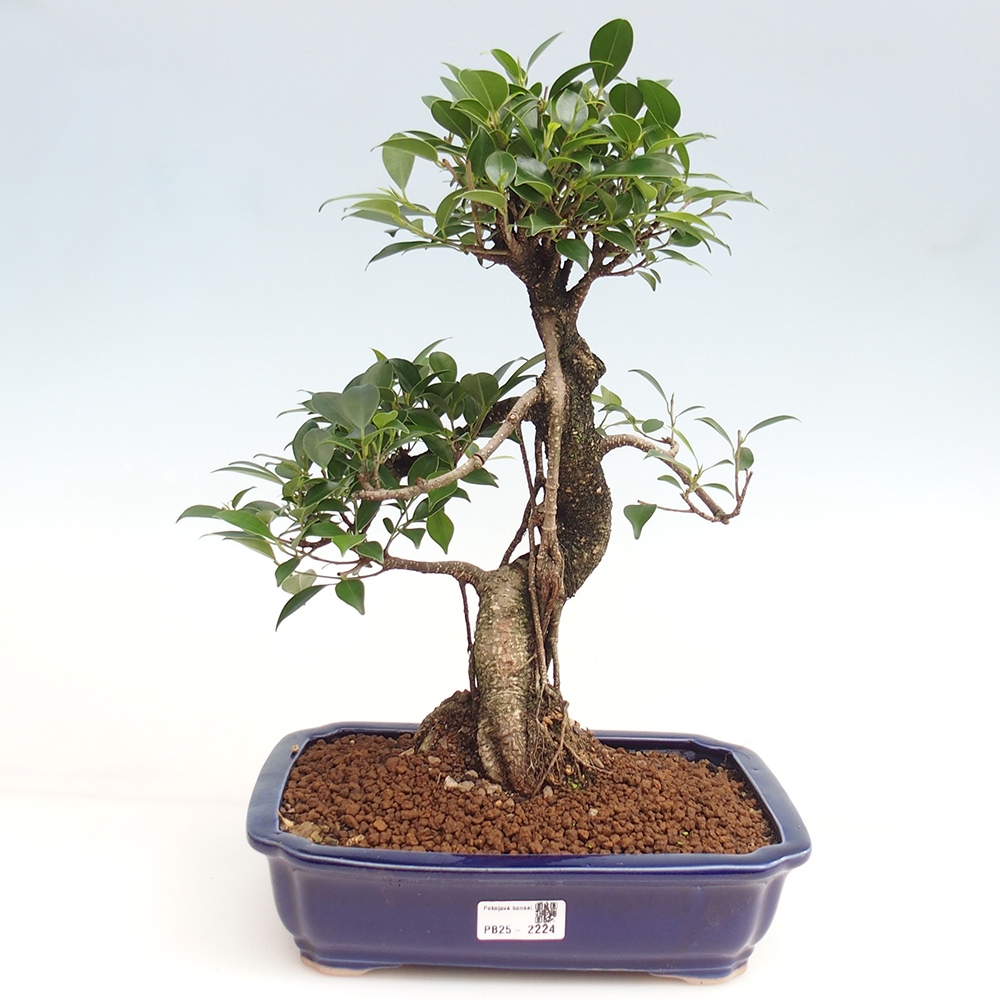 Pokojová bonsai - Ficus kimmen -  malolistý fíkus