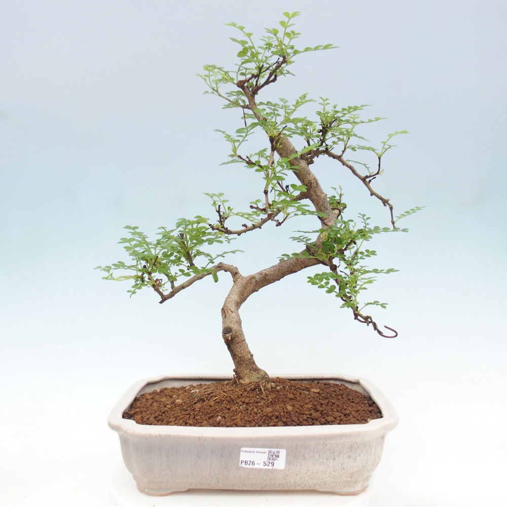 Pokojová bonsai - Zantoxylum piperitum - pepřovník