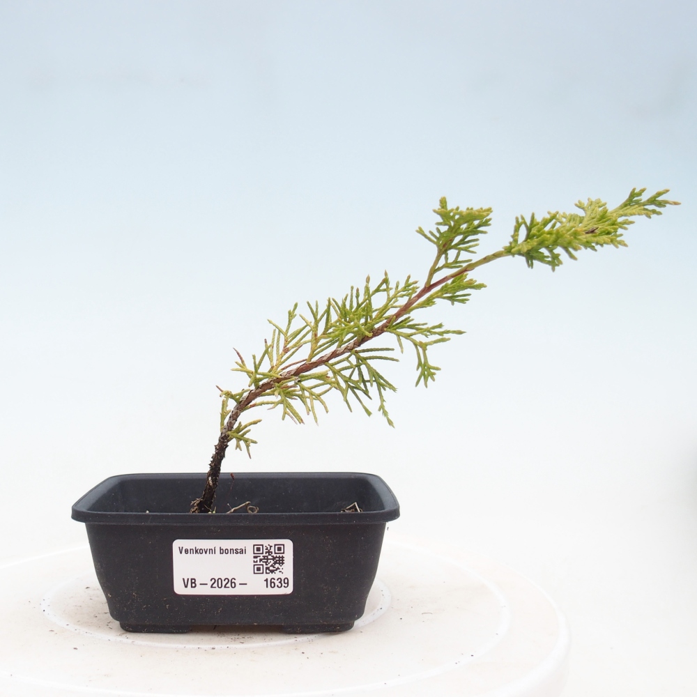 Venkovní bonsai - Juniperus chinensis Itoigawa -Jalovec čínský
