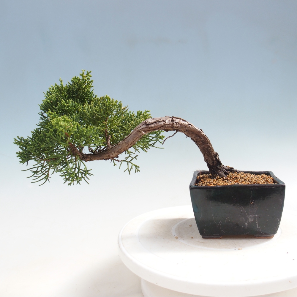 Venkovní bonsai - Juniperus chinensis Kishu -Jalovec čínský