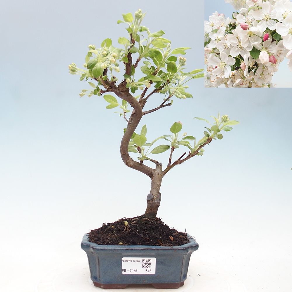Venkovní bonsai -Malus halliana - Maloplodá jabloň