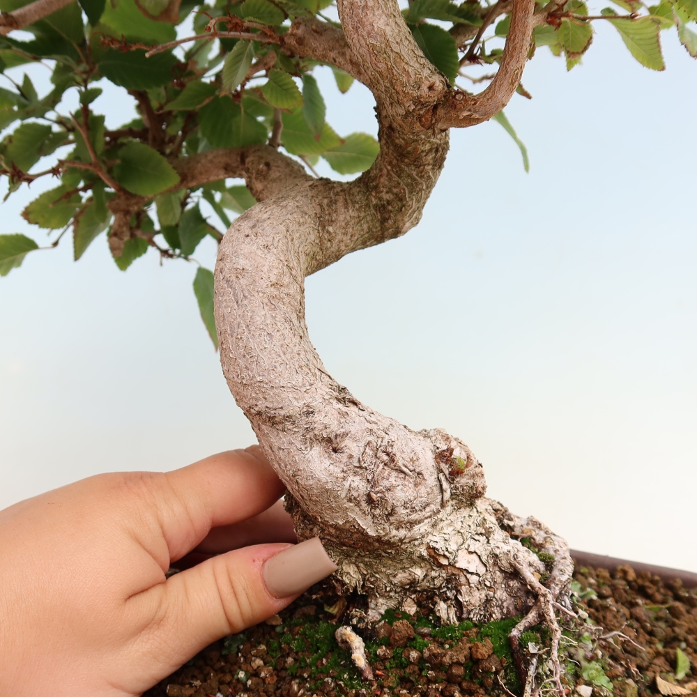 Venkovní bonsai -Carpinus CARPINOIDES - Habr korejský