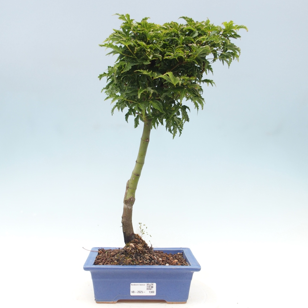 Venkovní bonsai -Javor dlanitolistý Acer palmatum Shishigashira