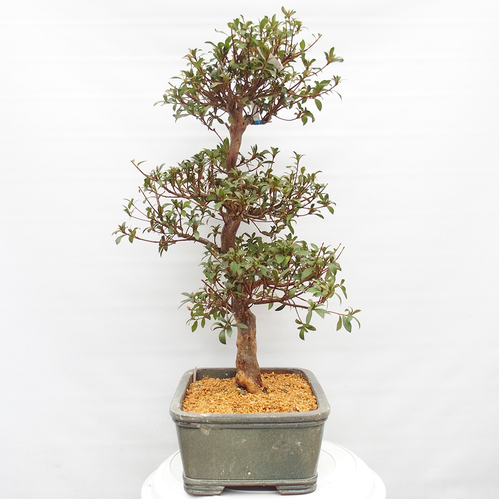 Venkovní bonsai - Japonská azalka - Azalea Koki