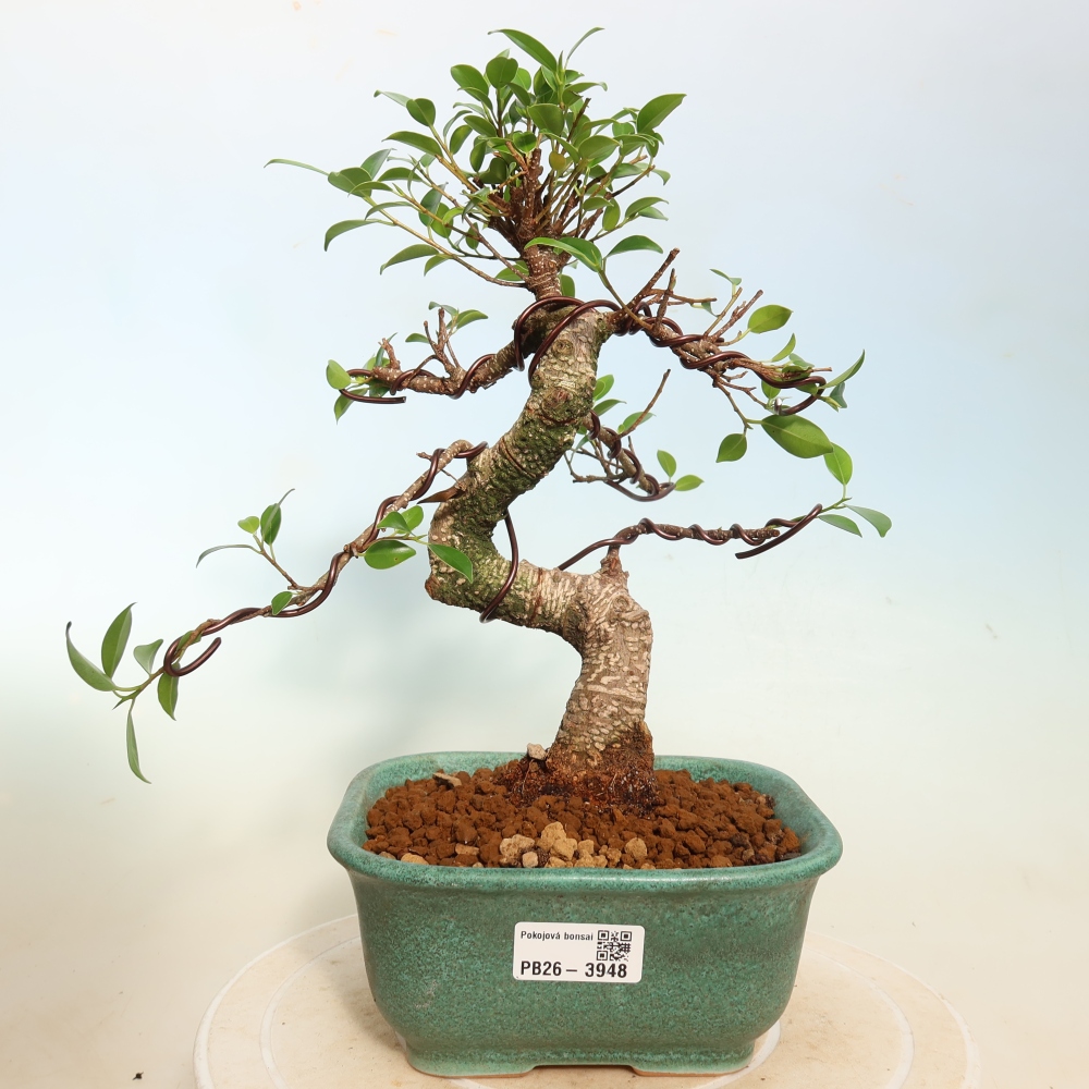 Pokojová bonsai - Ficus kimmen -  malolistý fíkus