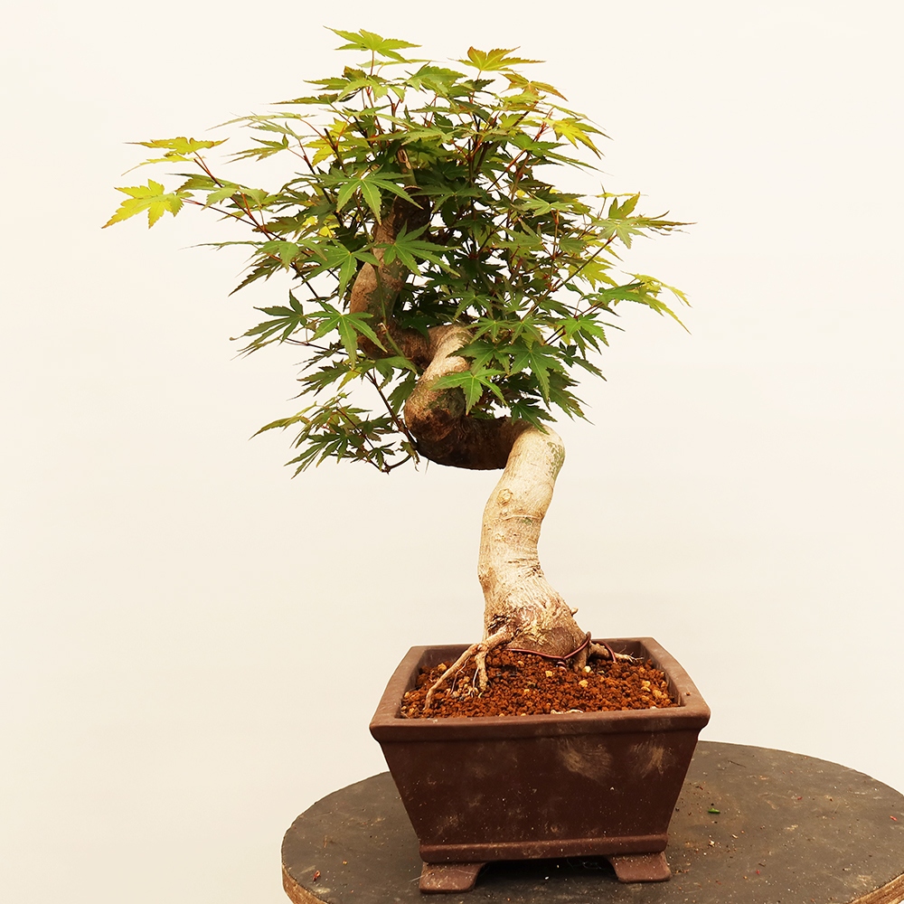 Venkovní bonsai - Javor palmatum  - Javor dlanitolistý