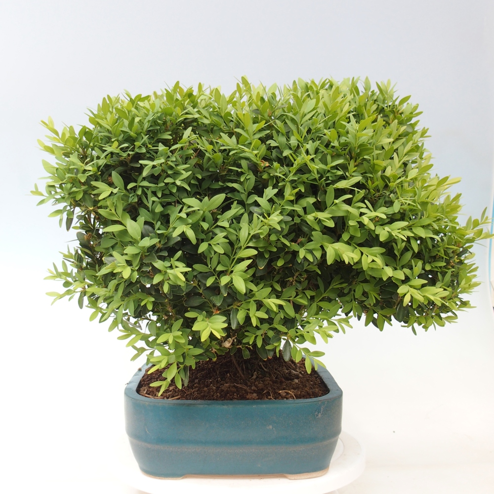Venkovní bonsai - Buxus sempervirens - zimostráz