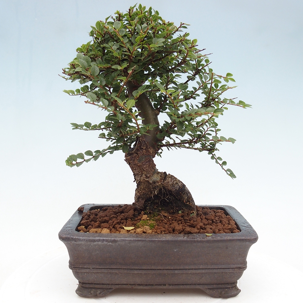 Venkovní bonsai - Ulmus parvifolia Hokkaido - jilm Čínský
