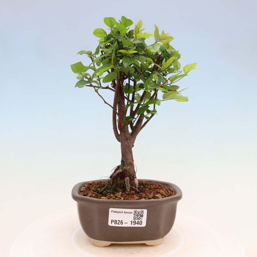 Pokojová bonsai - Sagerécie thea - Sagerécie thea