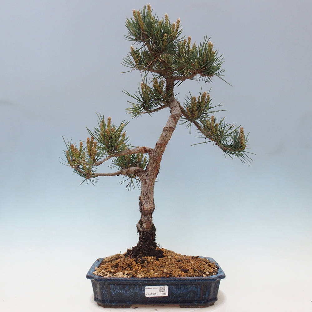 Venkovní bonsai - Pinus Sylvestris Watererri - Borovice lesní