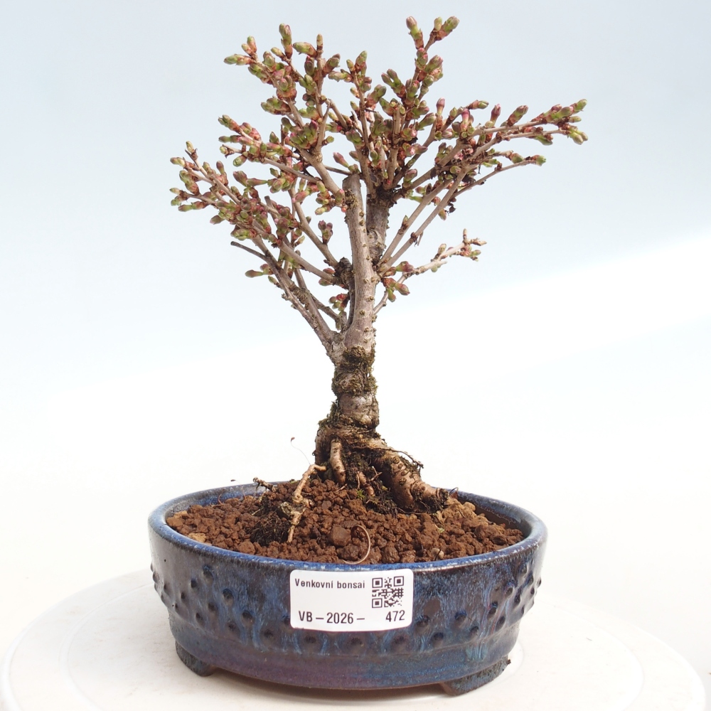 Venkovní bonsai - Prunus incisa Kojou-no mai-Slivoň vyříznutá