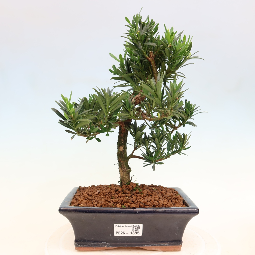 Pokojová bonsai - Podocarpus - Kamenný tis