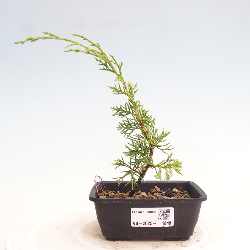 Venkovní bonsai - Juniperus chinensis Itoigawa -Jalovec čínský