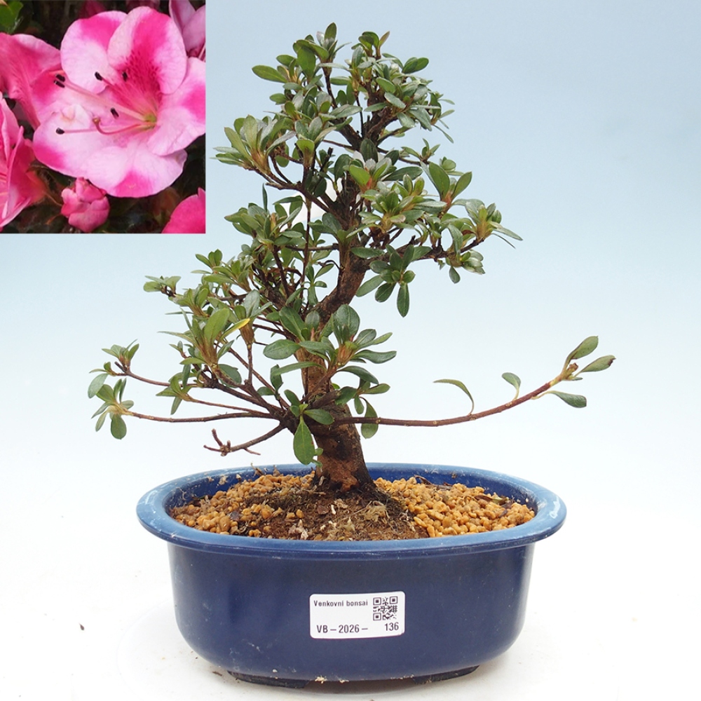 Venkovní bonsai - Japonská azalka - Azalea Kobai