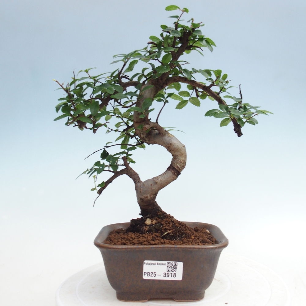 Pokojová bonsai - Ulmus parvifolia - Malolistý jilm