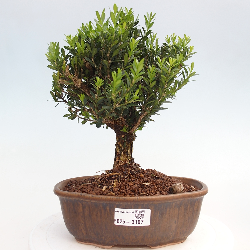 Pokojová bonsai - Buxus harlandii - korkový buxus