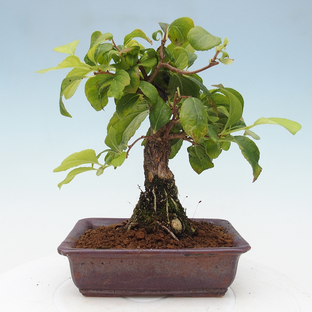 Venkovní bonsai - Celastrus  orbiculatus - Jesenec okrouhlolistý