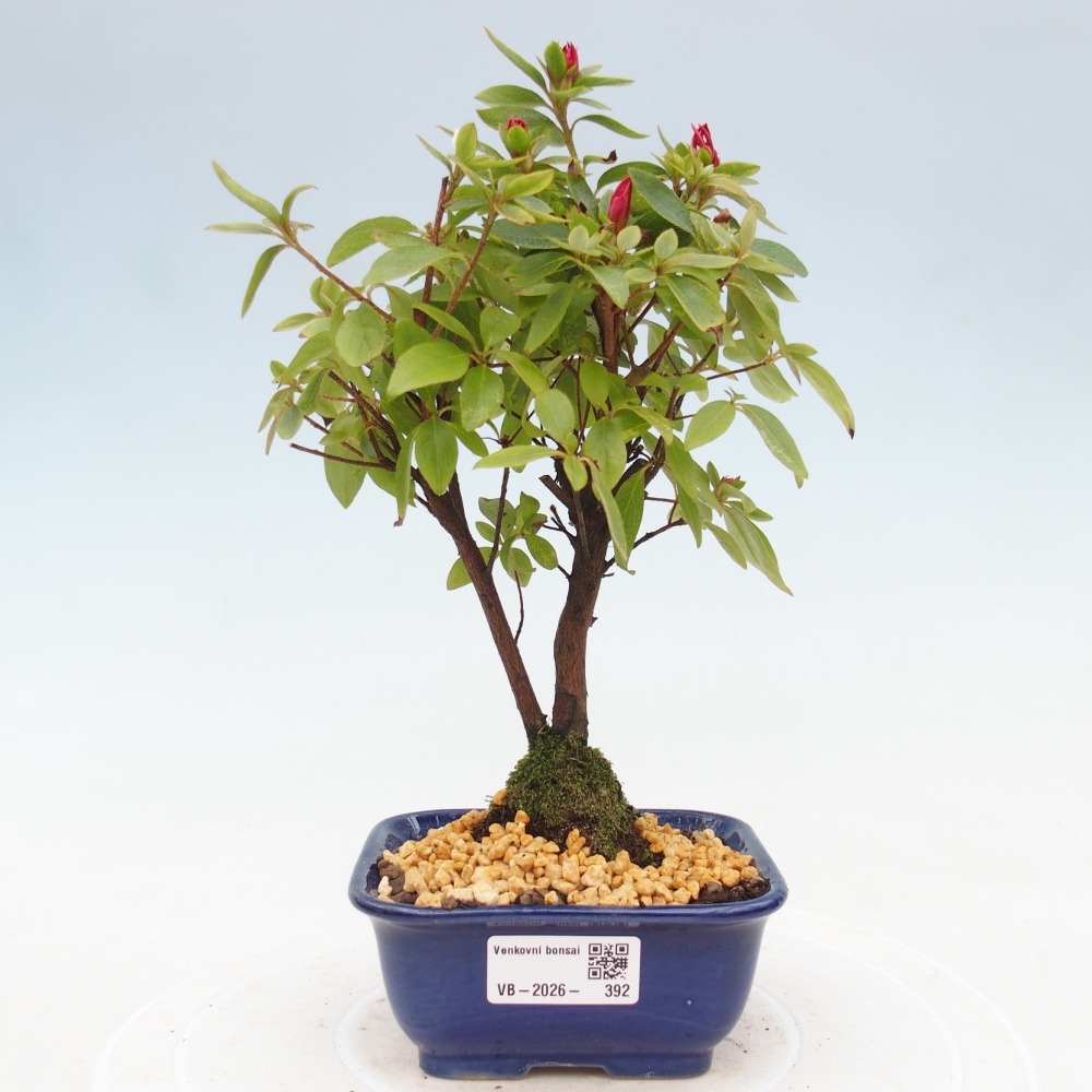 Venkovní bonsai - Japonská azalka - Azalea sp.