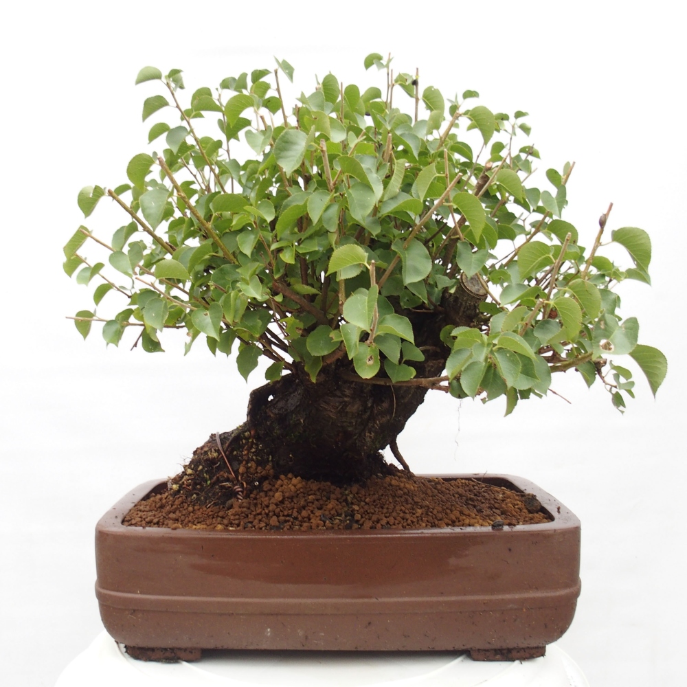 Venkovní bonsai - Mahalebka - Prunus mahaleb