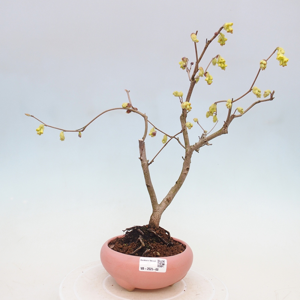 Venkovní bonsai - Lískoveček - Corylopsis Spicata