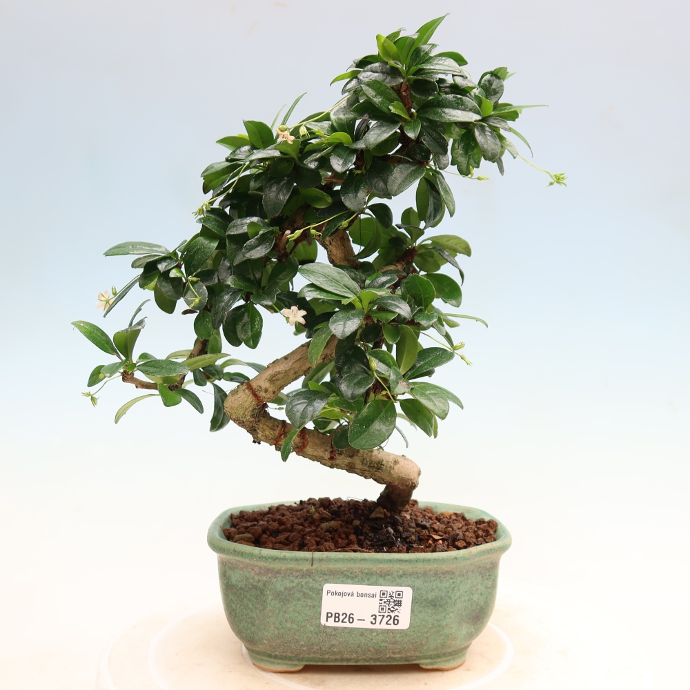 Pokojová bonsai - Carmona macrophylla - Čaj fuki