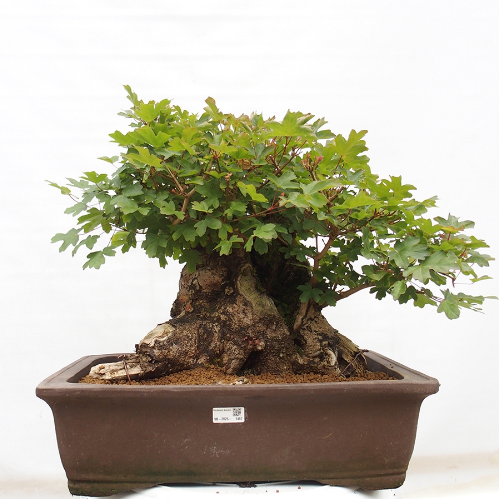 Venkovní bonsai - Javor Francouzský - Acer Nonspessulanum